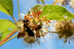 Megachile sculpturalis - Giant Resin Bee