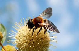 Megachile sculpturalis - Giant Resin Bee