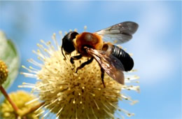 Megachile sculpturalis - Giant Resin Bee