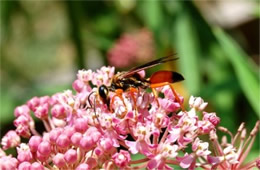 Sphex ichneumoneus - Great Golden Digger Wasp