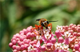 Sphex ichneumoneus - Great Golden Digger Wasp