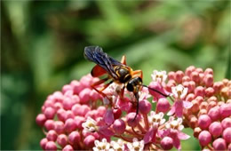 Sphex ichneumoneus - Great Golden Digger Wasp