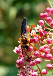 Sphex ichneumoneus - Great Golden Digger Wasp