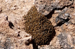 Honey Bee Swarm