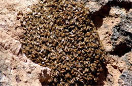 Honey Bee Swarm