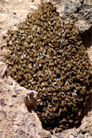 Honey Bee Swarm