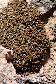 Honey Bee Swarm