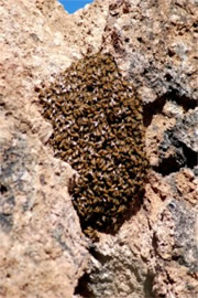 Honey Bee Swarm