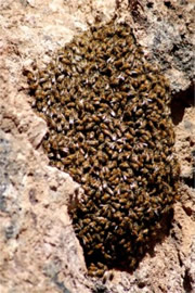 Honey Bee Swarm