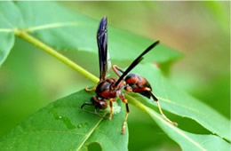 paper wasp