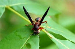 paper wasp