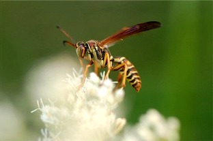 wasp