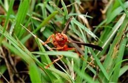 Paper Wasp