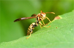 Paper Wasp