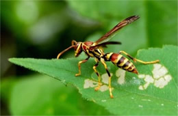 Paper Wasp