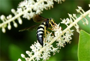 Bicyrtes - Sand Wasp