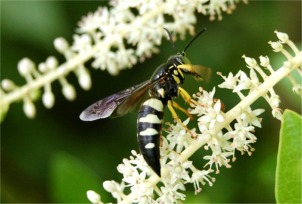 Bicyrtes - Sand Wasp