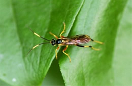 sawfly