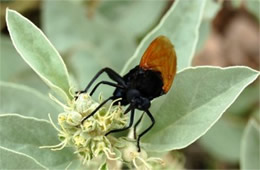 Pepsis - Tarantula Hawk