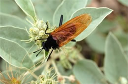 Pepsis - Tarantula Hawk