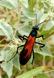 Tarantula Hawk