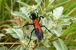 Pepsis - Tarantula Hawk