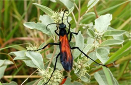 Pepsis - Tarantula Hawk