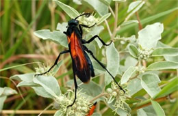 Pepsis - Tarantula Hawk