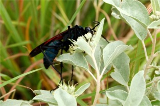 Pepsis - Tarantula Hawk