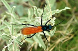 Pepsis - Tarantula Hawk