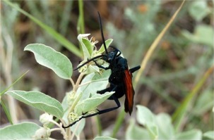 Pepsis - Tarantula Hawk