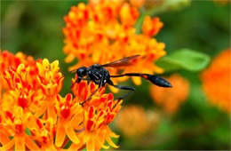 Ammophila - Thread-w aisted Wasp