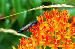 Ammophila - Thread-waisted Wasp