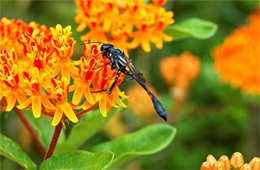 Ammophila - Thread-waisted Wasp