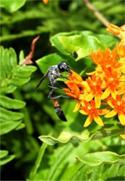 Ammophila nigricans - Thread-waisted Wasp