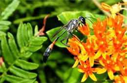 Ammophila nigricans - Thread-waisted Wasp