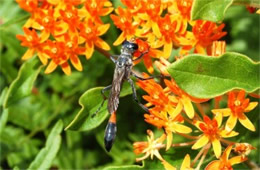 Ammophila nigricans - Thread-waisted Wasp