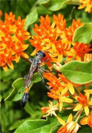 Ammophila nigricans - Thread-waisted Wasp