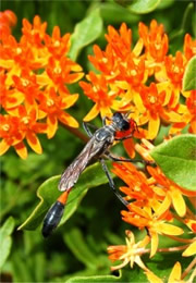 Ammophila nigricans - Thread-waisted Wasp