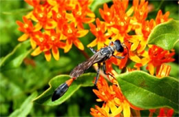 Ammophila nigricans - Thread-waisted Wasp