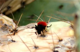 Dasymutilla - Velvet Ant