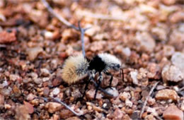 Dasymutilla - Velvet Ant