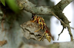 paper wasp and nest