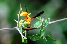 Polistes flavus - Paper Wasp