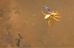 Polistes flavus - Paper Wasp