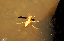 Polistes flavus - Paper Wasp