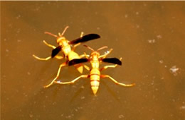 Polistes flavus - Paper Wasp