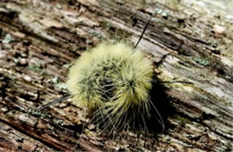 Acronicta americana - American Dagger Moth Caterpillar