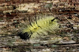 Acronicta americana - American Dagger Moth Caterpillar