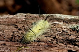 Acronicta americana - American Dagger Moth Caterpillar